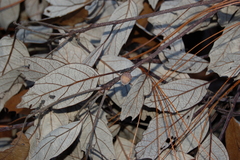 Quercus scytophylla