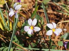 Viola cuneata