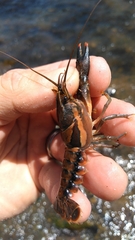 Procambarus versutus