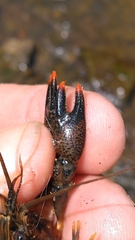 Procambarus versutus