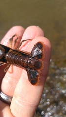 Procambarus versutus