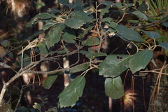Quercus scytophylla
