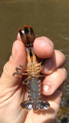 Procambarus versutus