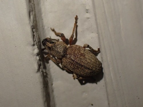 Clay-coloured Weevil photo 4