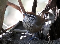 Pheugopedius maculipectus