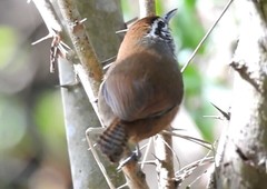 Pheugopedius maculipectus