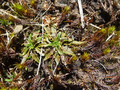 Plantago triandra