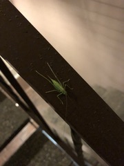 Meconema meridionale