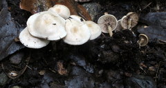 Lyophyllaceae