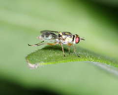 Euparyphus cinctus