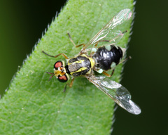 Euparyphus cinctus