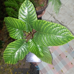 Dorstenia elata