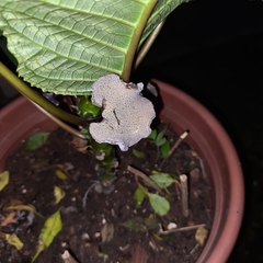 Dorstenia elata