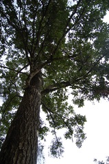 Quercus skinneri