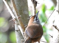 Pheugopedius maculipectus