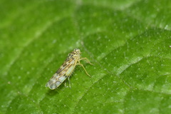 Eupteryx urticae