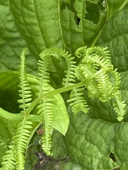 Deparia acrostichoides