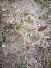 Echinops strigosus