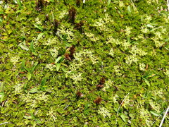 Anisotome imbricata prostrata