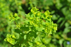 Euphorbia stricta