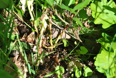 Euphorbia stricta