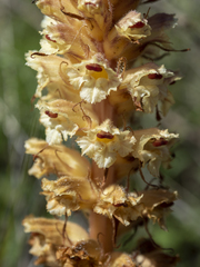 Orobanche amethystea