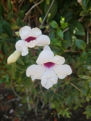 Pandorea jasminoides