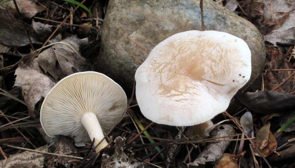Lulesia mundula