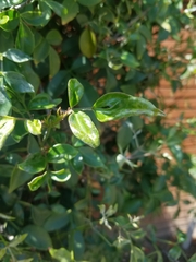 Pandorea jasminoides