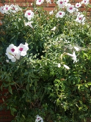 Pandorea jasminoides