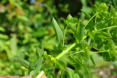 Euphorbia stricta