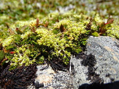 Anisotome imbricata prostrata