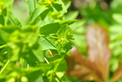 Euphorbia stricta