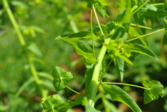 Euphorbia stricta