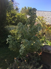Abutilon sandwicense