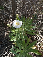 Malacothrix saxatilis saxatilis