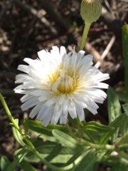 Malacothrix saxatilis saxatilis