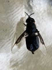 Odontomyia profuscata