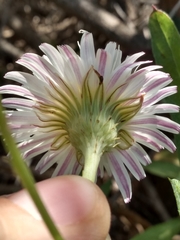 Malacothrix saxatilis saxatilis