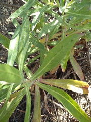 Malacothrix saxatilis saxatilis