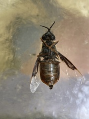 Odontomyia profuscata