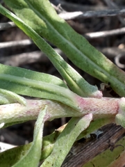 Malacothrix saxatilis saxatilis