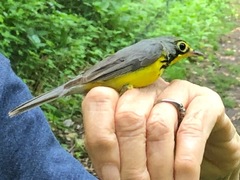 Cardellina canadensis