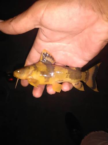 Manguruju (Pseudopimelodus mangurus) — Pseudopimelodidae — 5