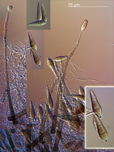 Pyricularia caricis