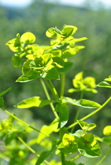 Euphorbia stricta