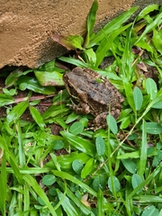 Rhinella horribilis