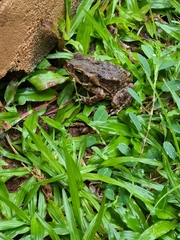 Rhinella horribilis