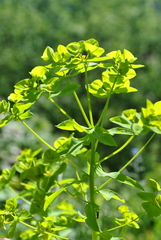 Euphorbia stricta