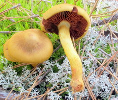 Cortinarius semisanguineus image